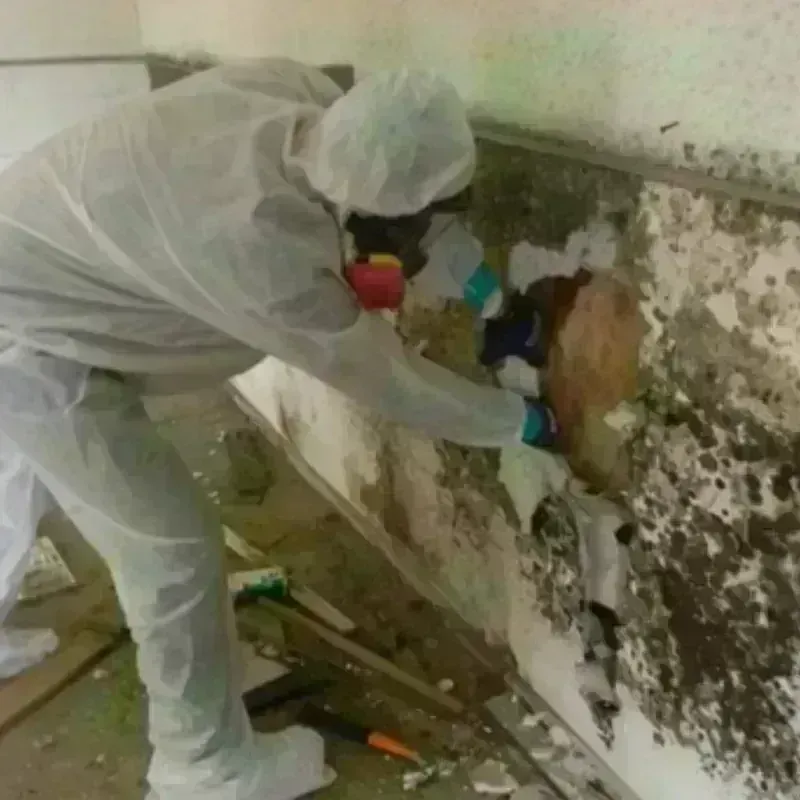 Mold Remediation and Removal in Longview, NC